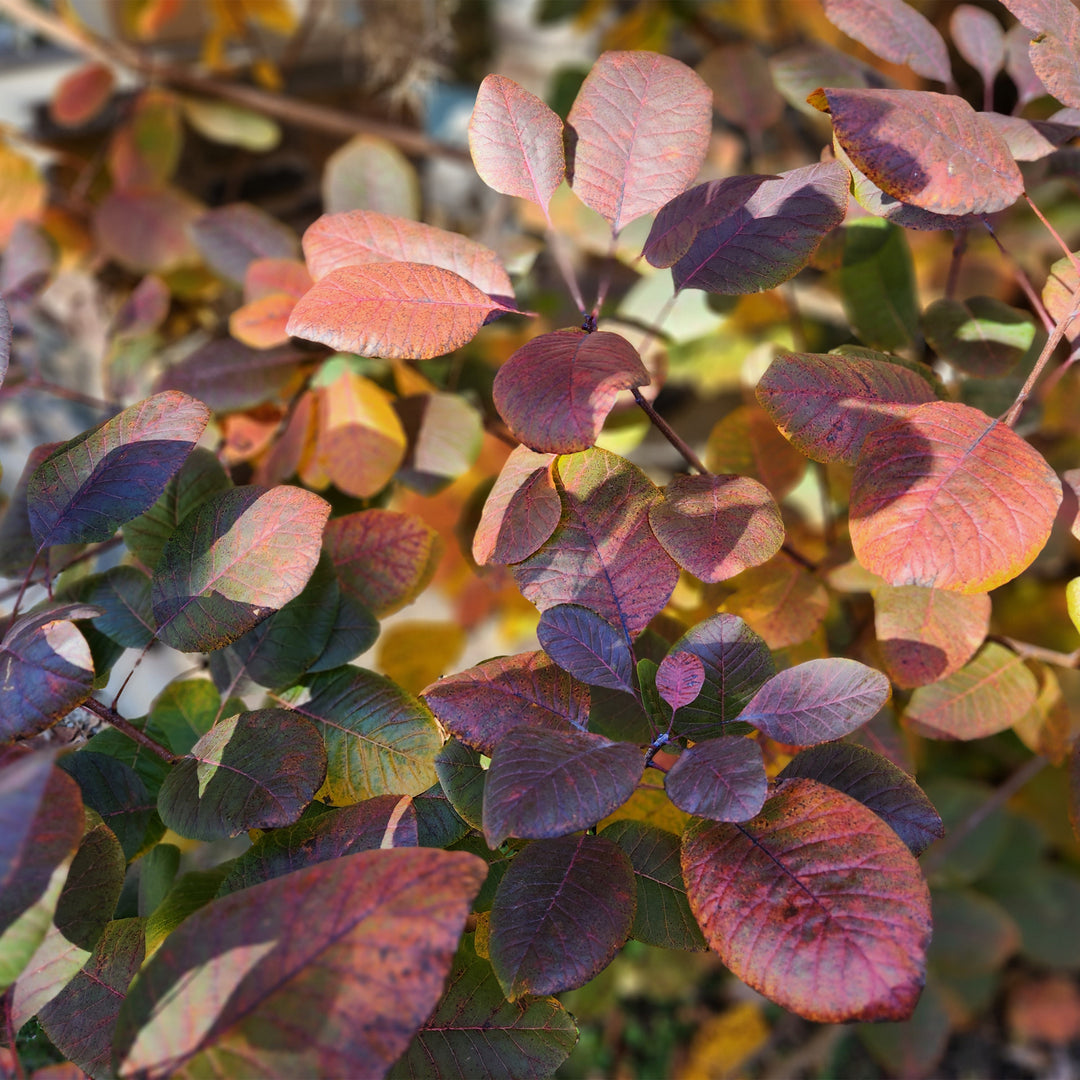 Velveteeny™ Dwarf Purple Smokebush
