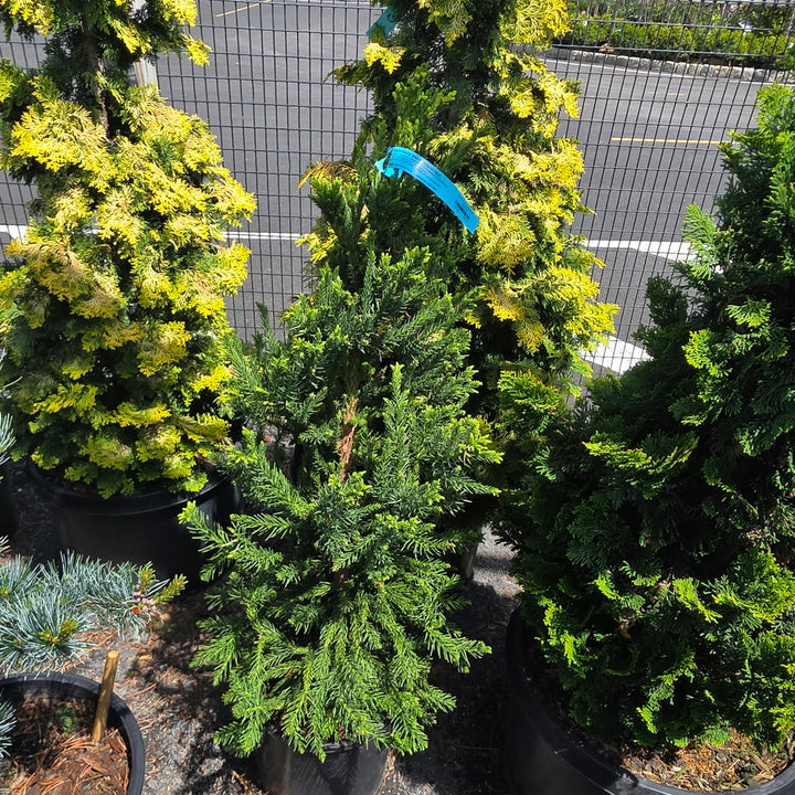 Black Dragon Japanese Cedar