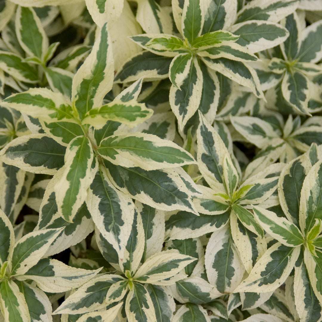 Cool Splash® Low Bush Honeysuckle