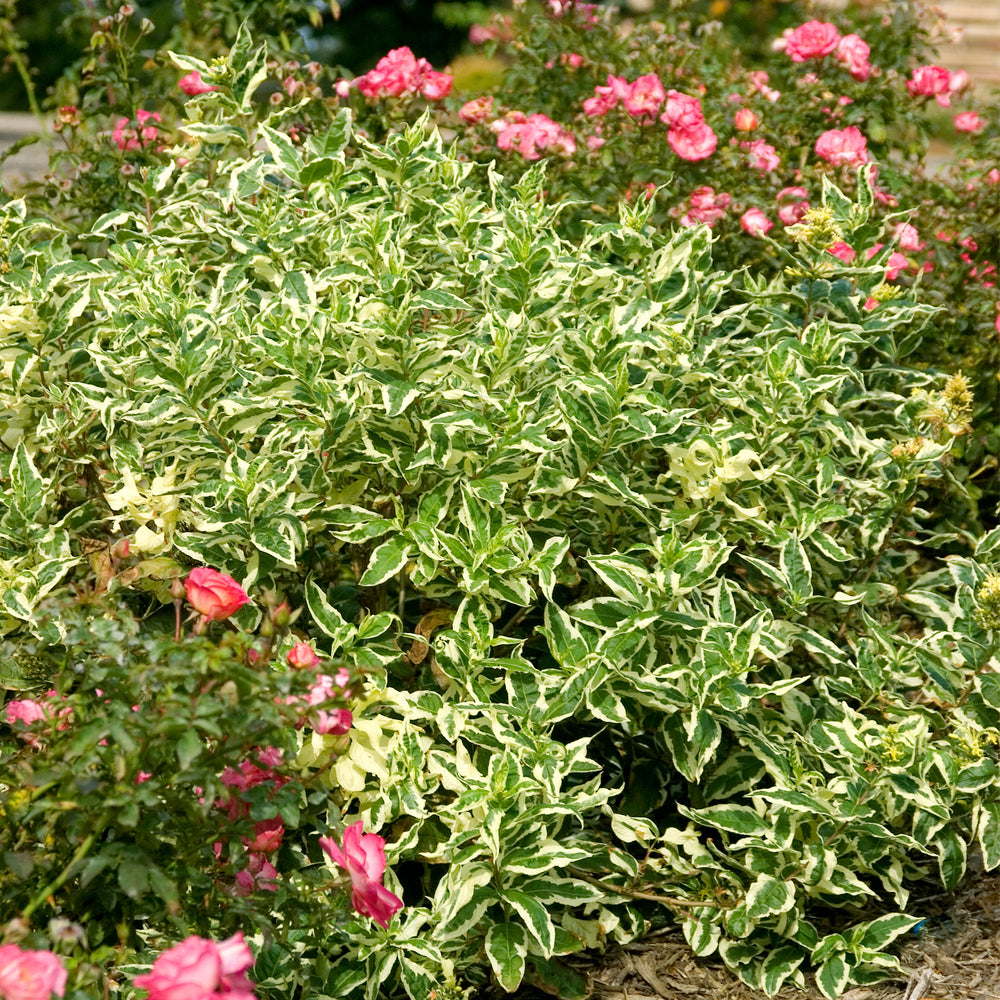 Cool Splash® Low Bush Honeysuckle
