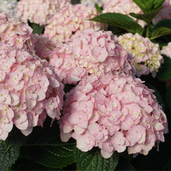 Wee Bit Innocent® Bigleaf Hydrangea