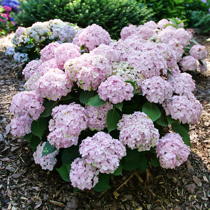 Wee Bit Innocent® Bigleaf Hydrangea