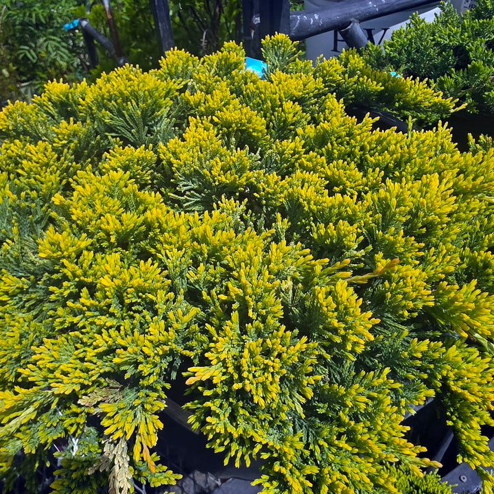 Golden Carpet Juniper