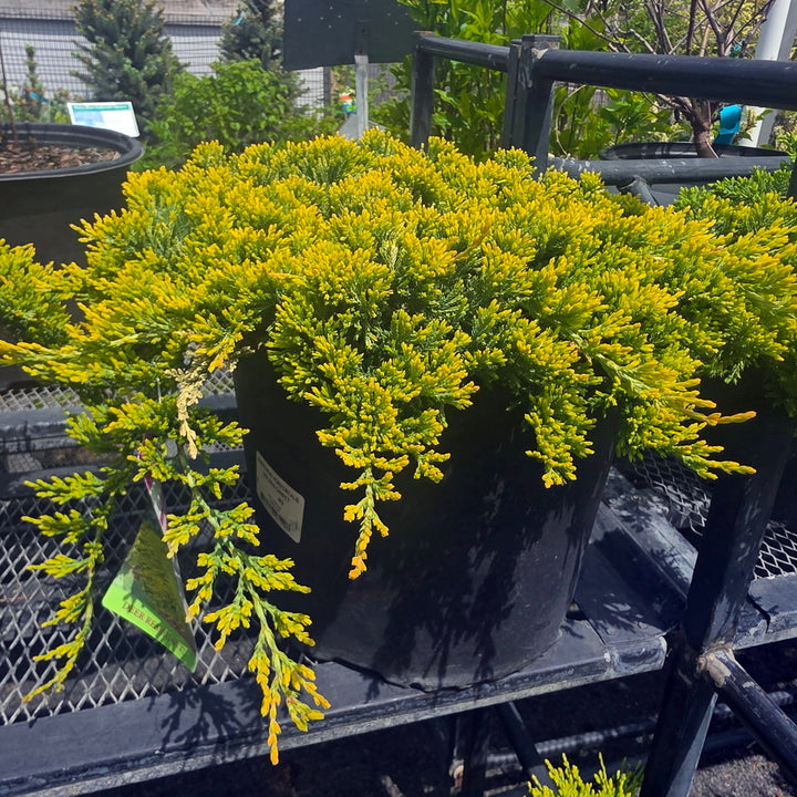 Golden Carpet Juniper