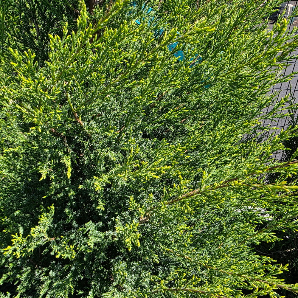 Eastern Red Cedar