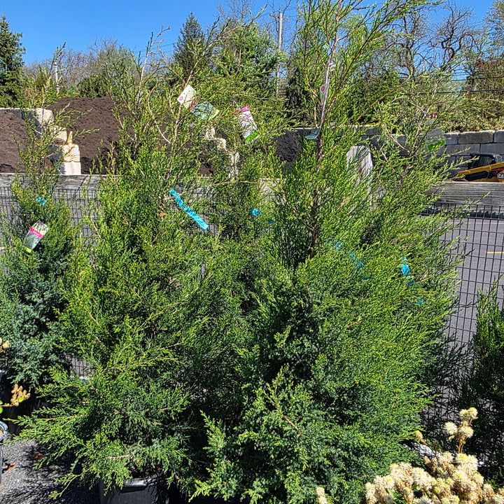 Eastern Red Cedar