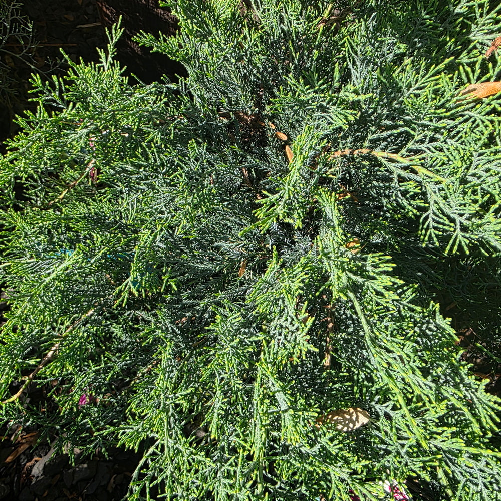 Grey Owl Juniper
