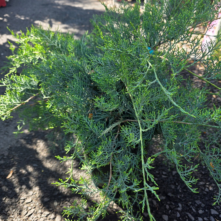 Grey Owl Juniper