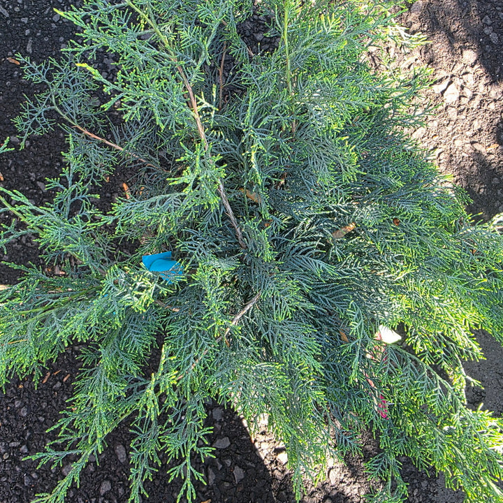 Grey Owl Juniper