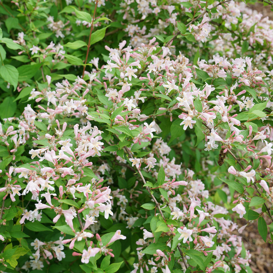 Jolene Jolene® Beautybush