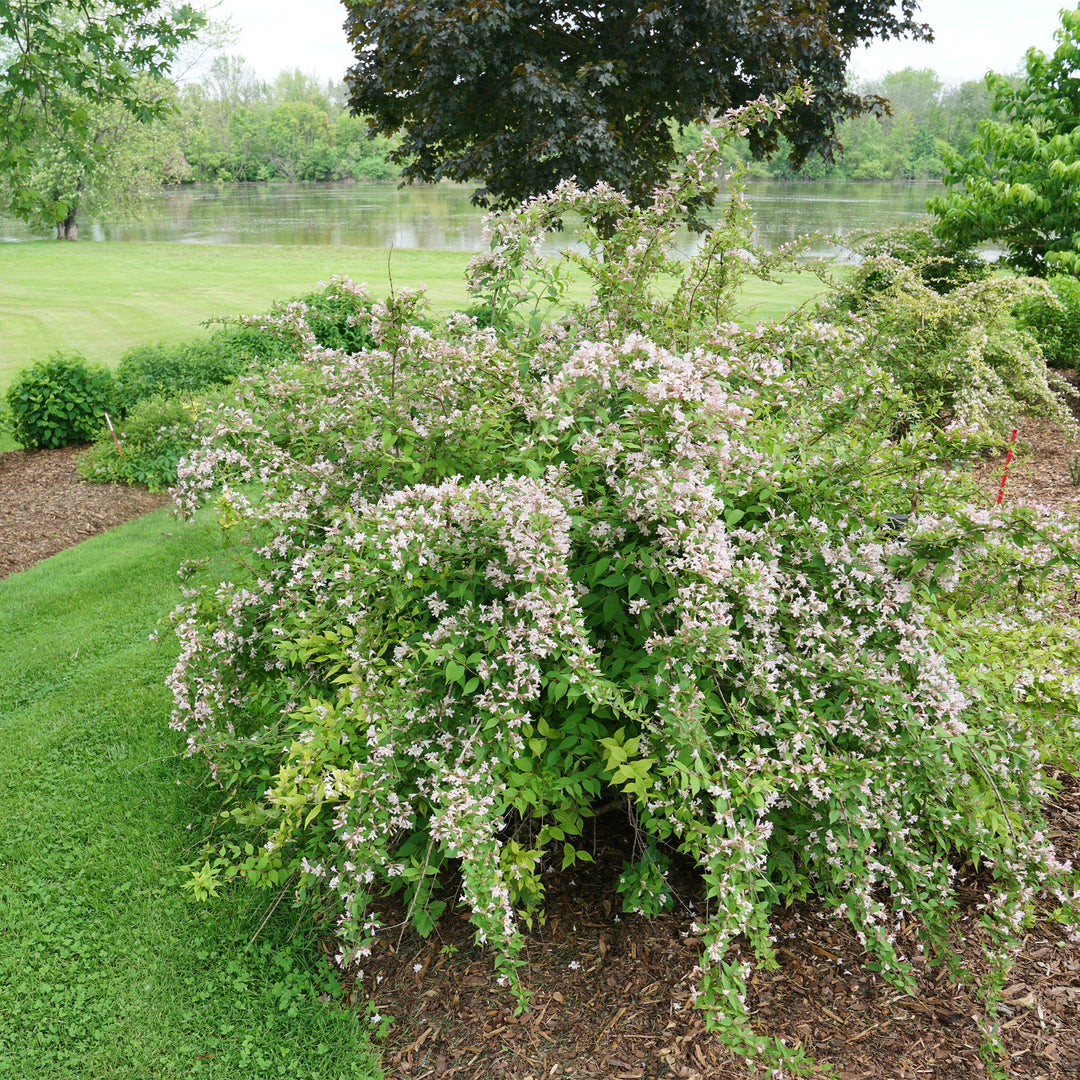 Jolene Jolene® Beautybush