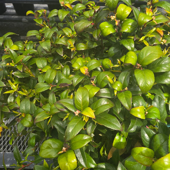 Leafscape™ Little Flames Leucothoe