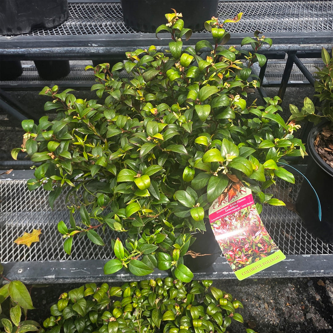 Leafscape™ Little Flames Leucothoe