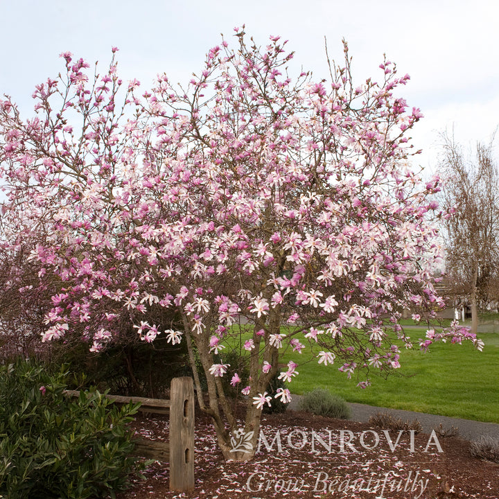 Leonard Messel Magnolia