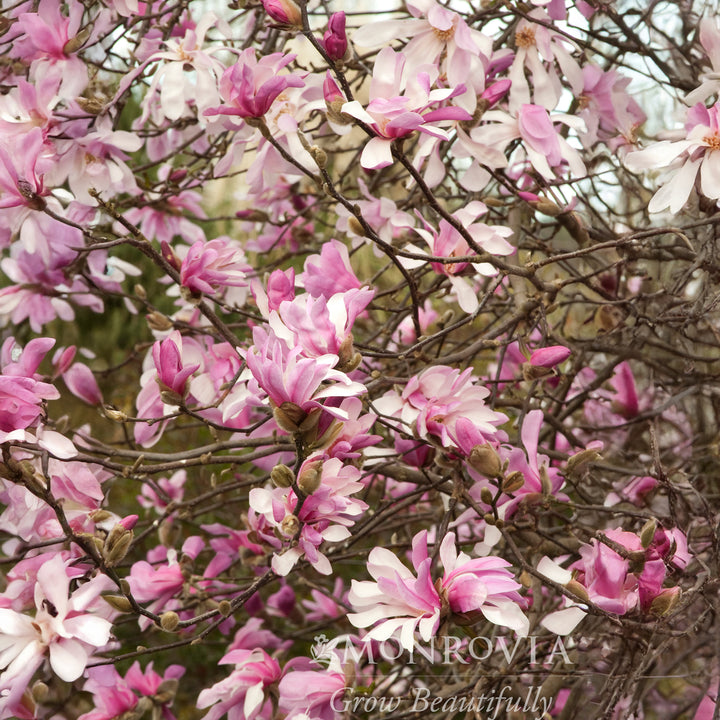 Leonard Messel Magnolia