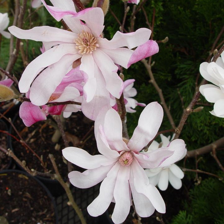 Leonard Messel Magnolia