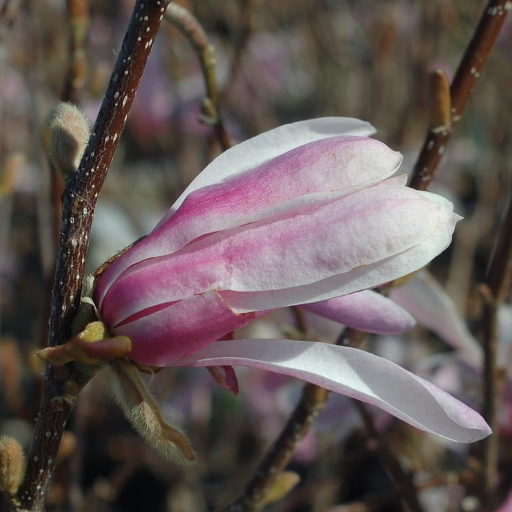 Leonard Messel Magnolia