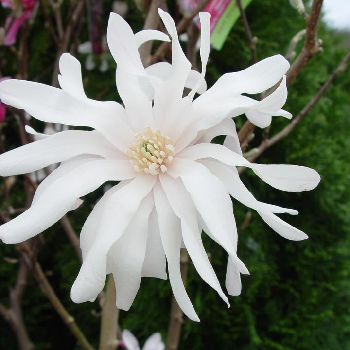 Leonard Messel Magnolia