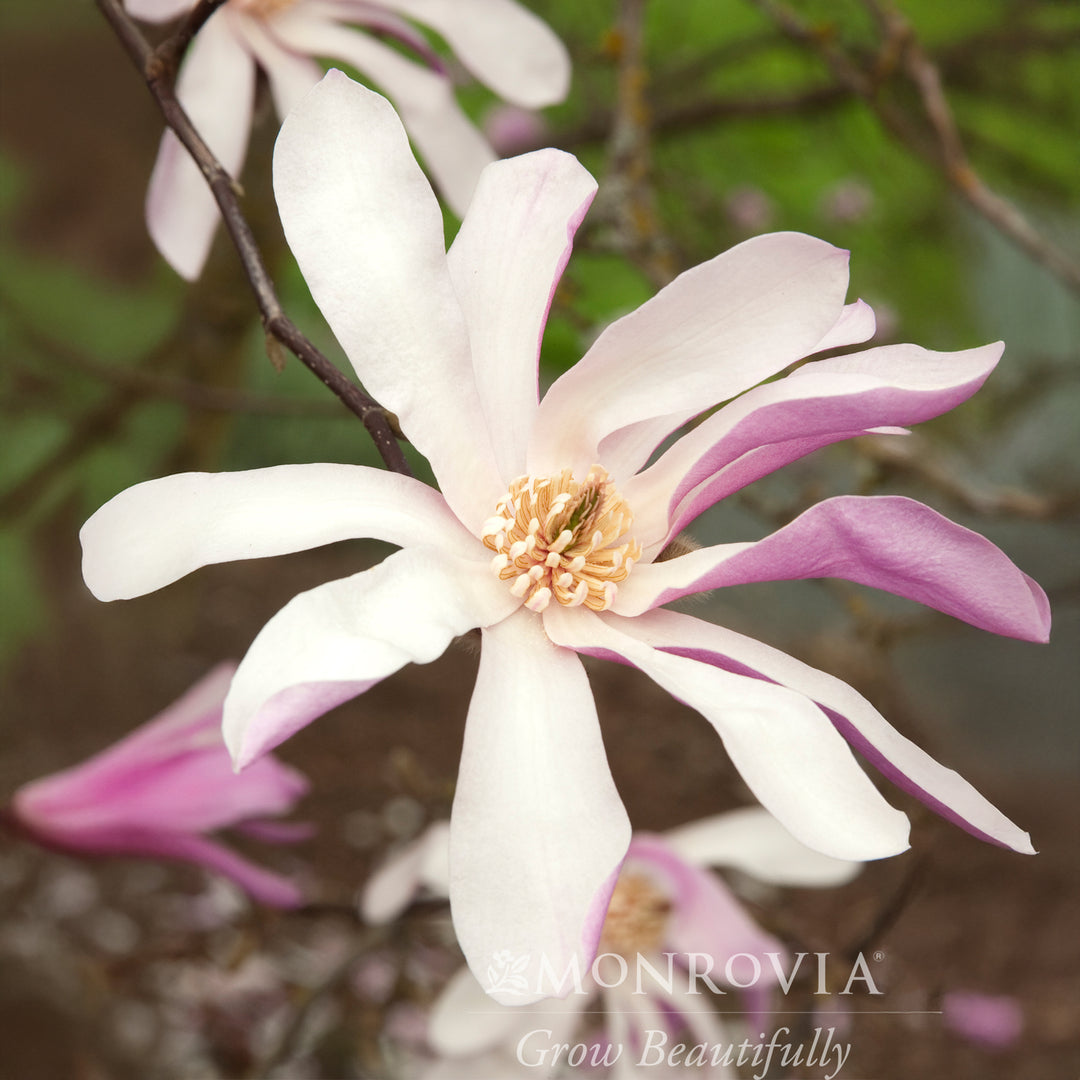 Leonard Messel Magnolia