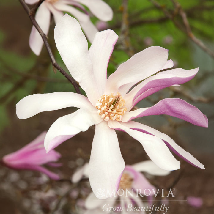 Leonard Messel Magnolia