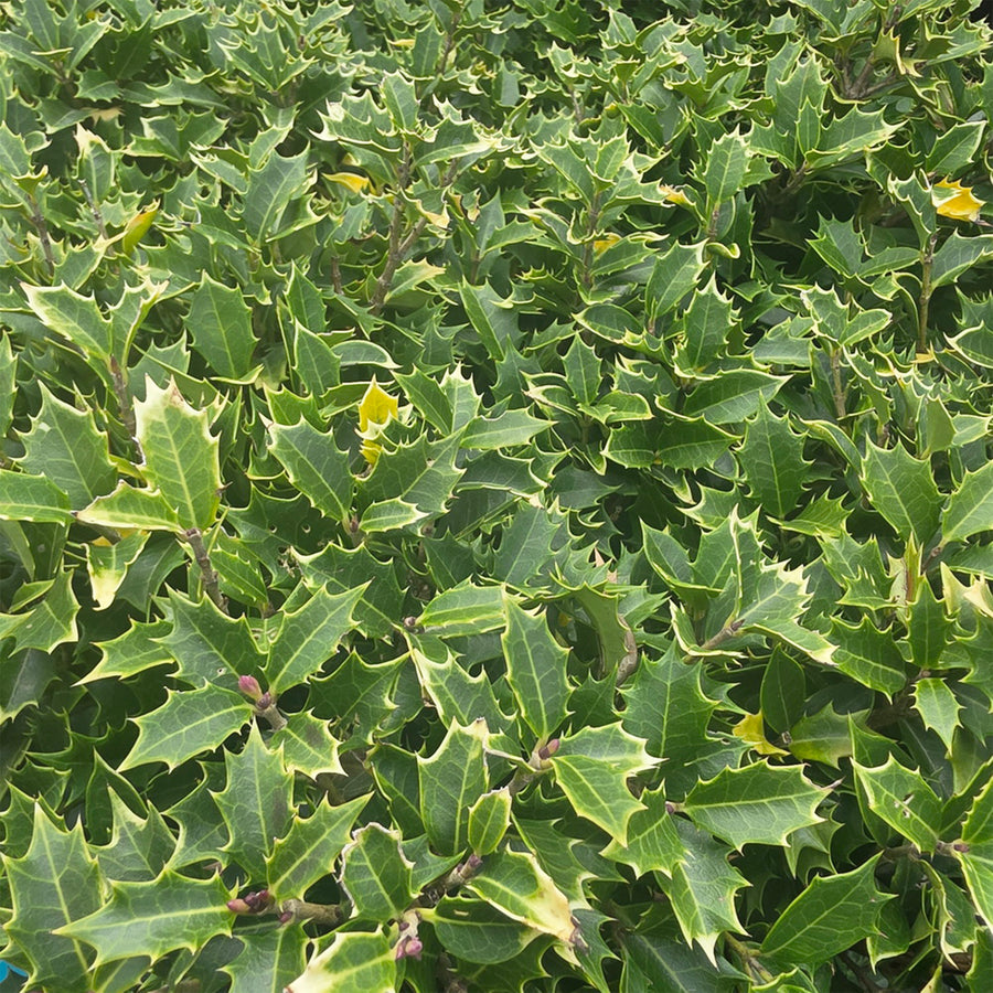 Party Lights™ Goshiki Osmanthus