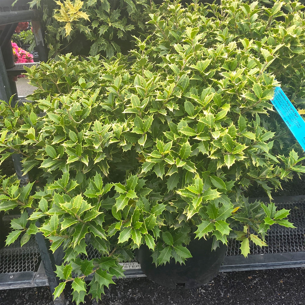 Party Lights™ Goshiki Osmanthus