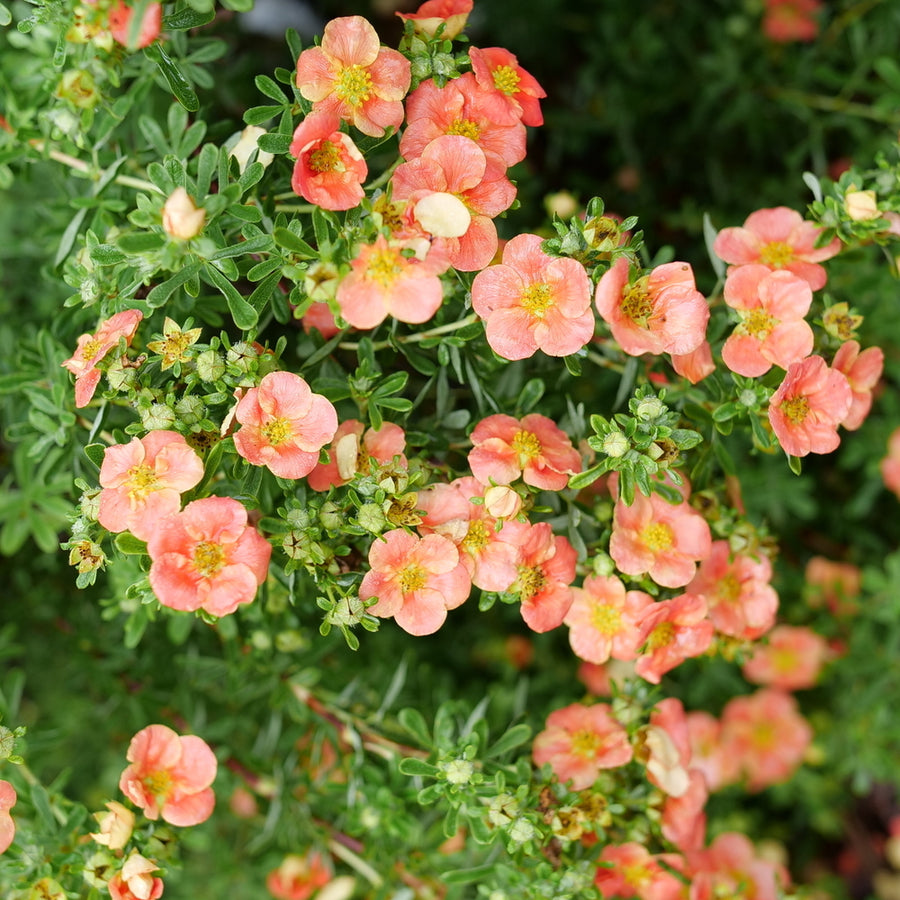 Happy Face® Orange Potentilla