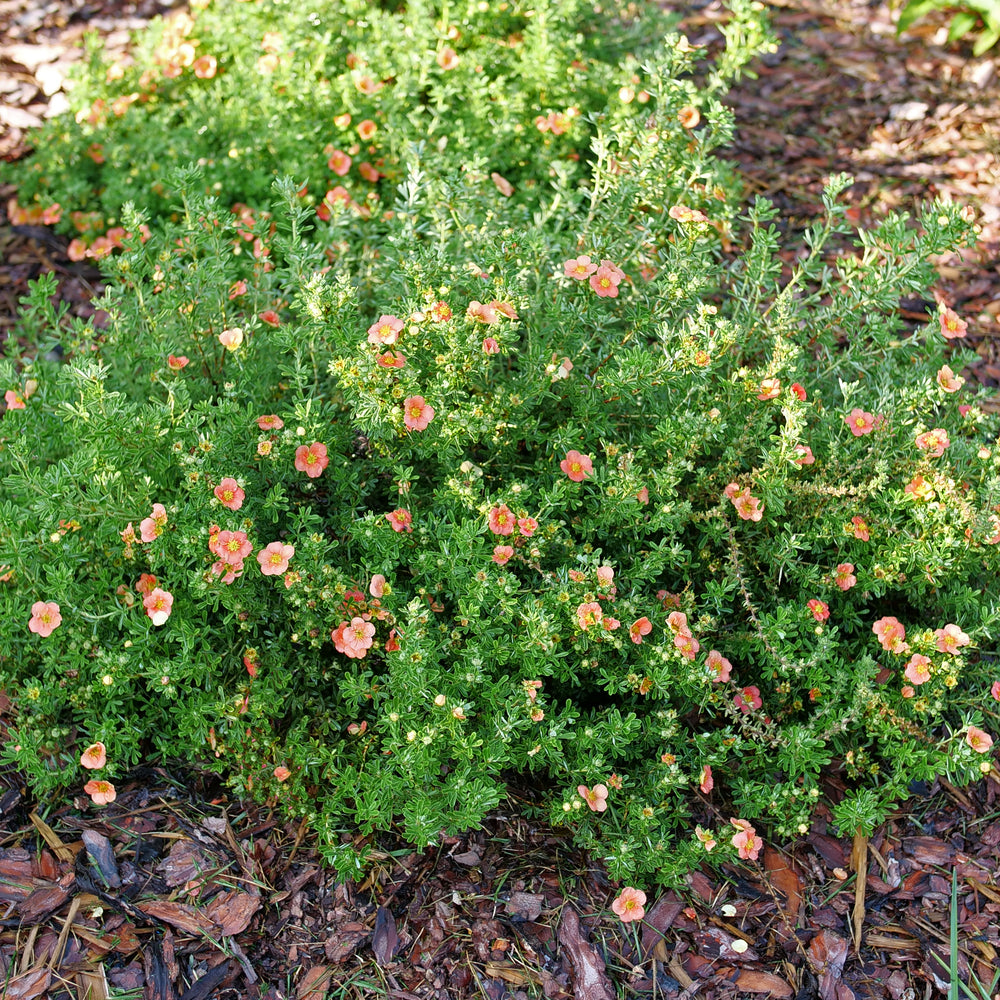 Happy Face® Orange Potentilla