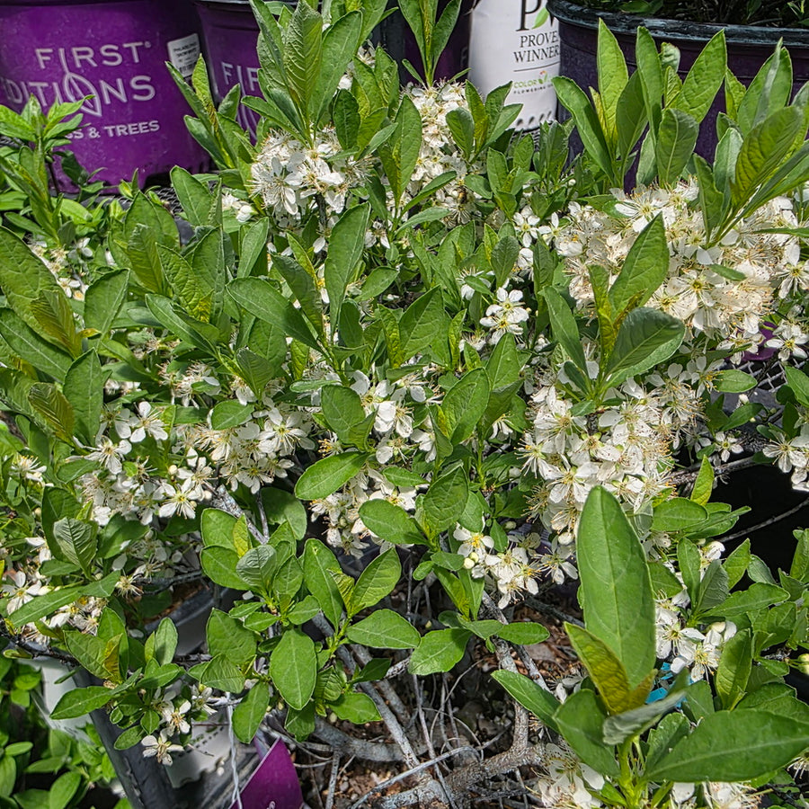 Jade Parade® Sand Cherry
