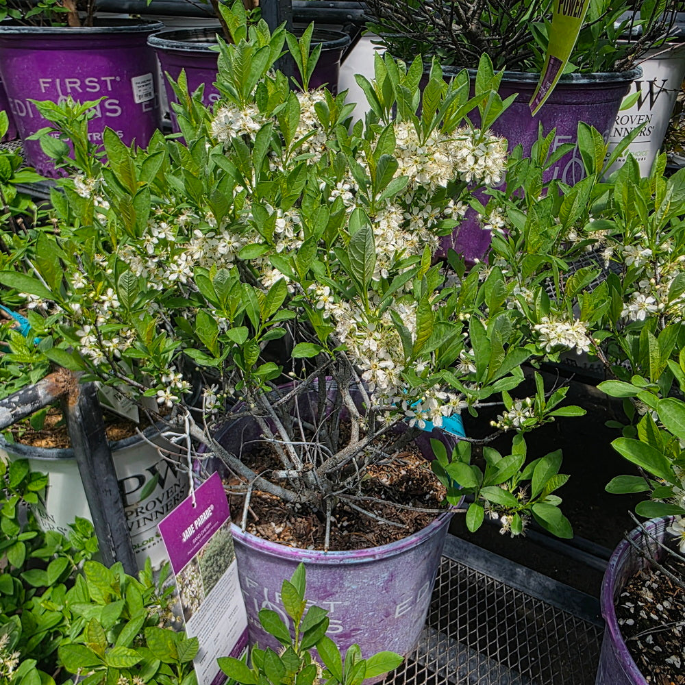 Jade Parade® Sand Cherry