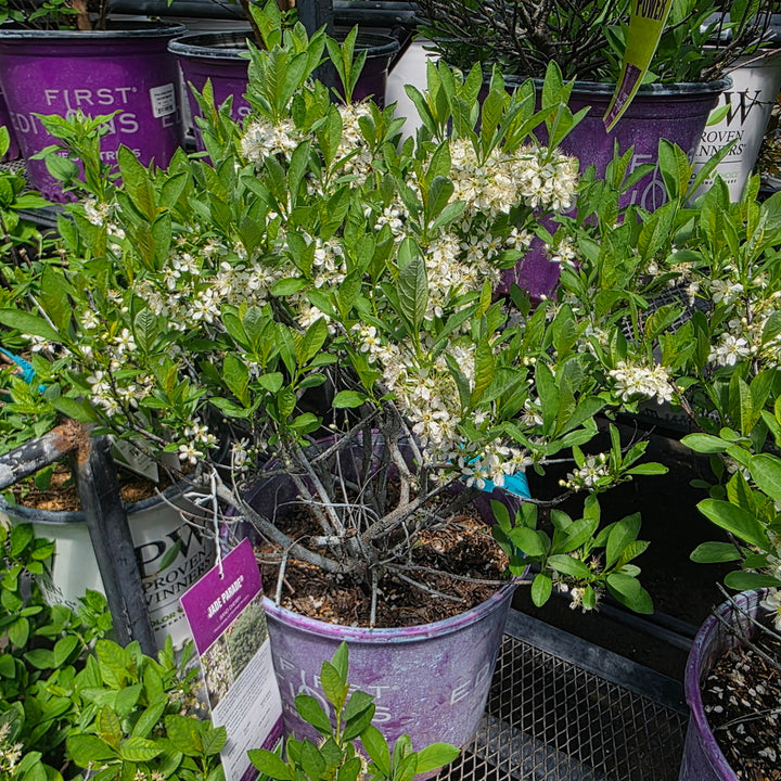 Jade Parade® Sand Cherry