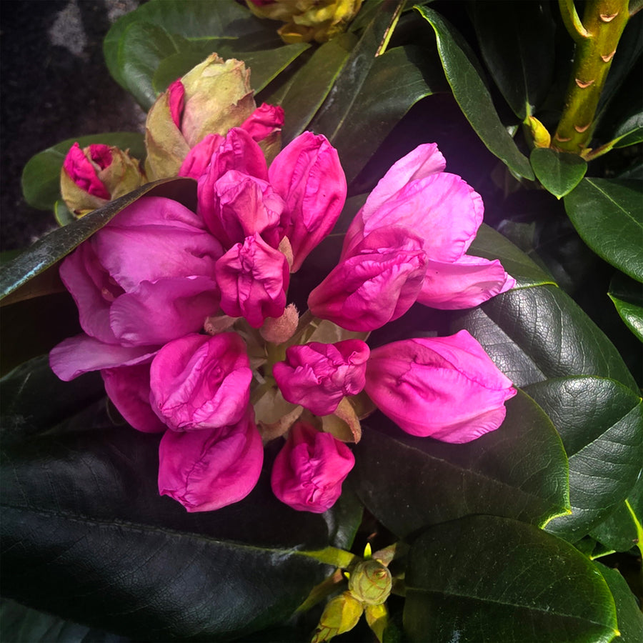Scintillation Rhododendron