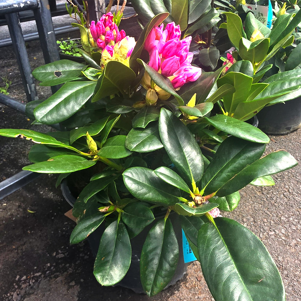 Scintillation Rhododendron