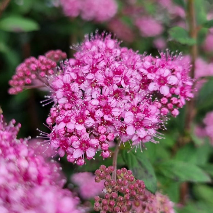 Poprocks® Petite Spirea