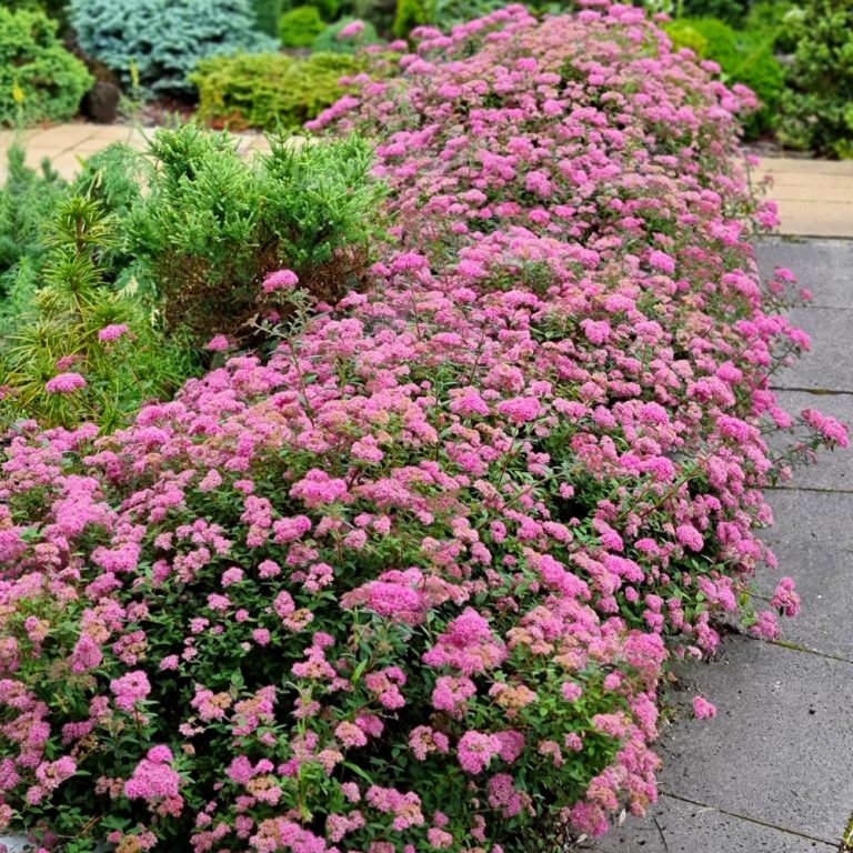 Poprocks® Petite Spirea