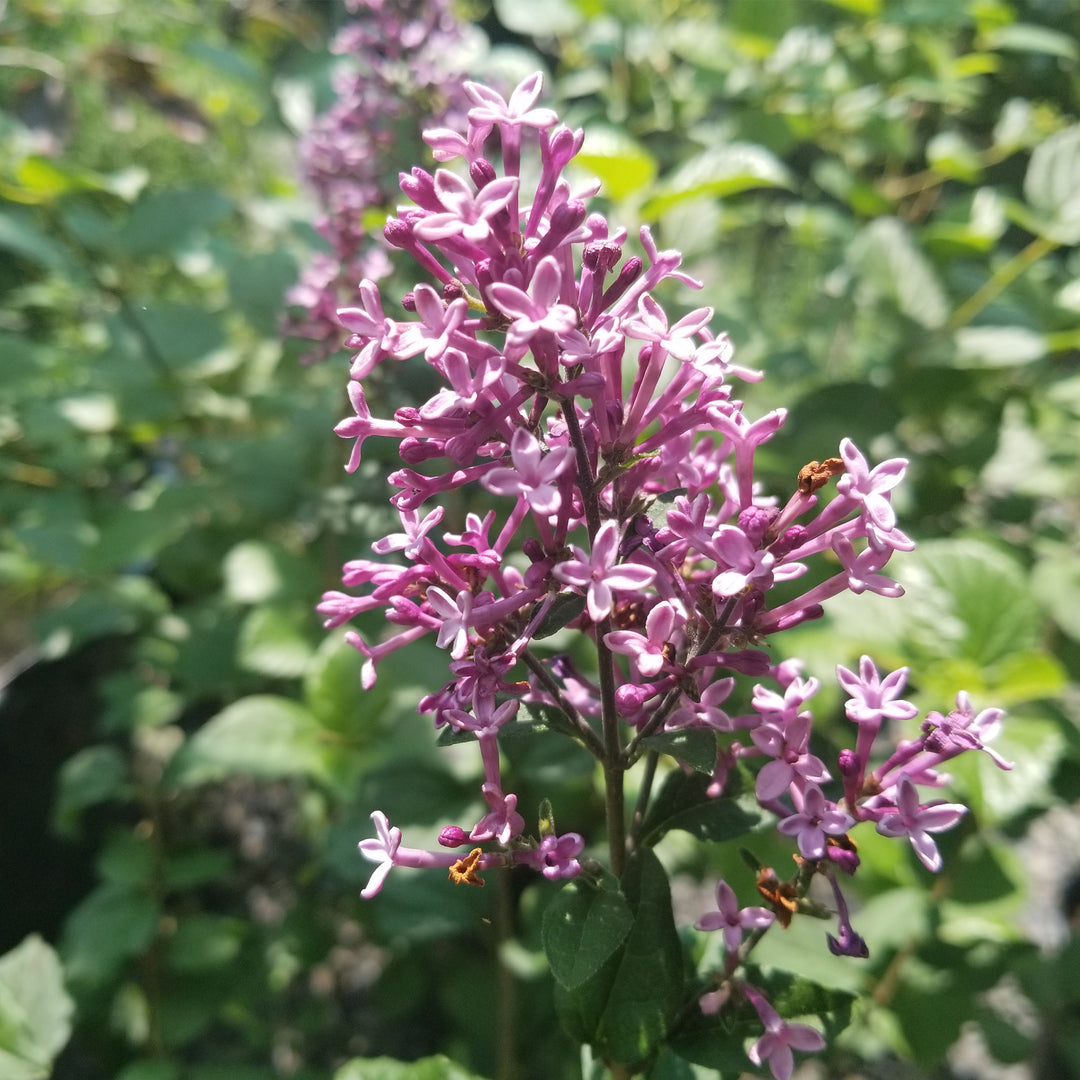 Bloomerang Purpink® Reblooming Lilac