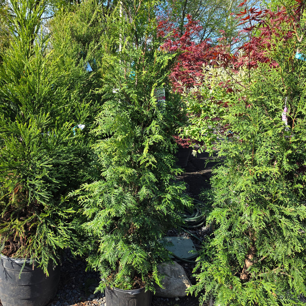 Full Speed A Hedge® Arborvitae