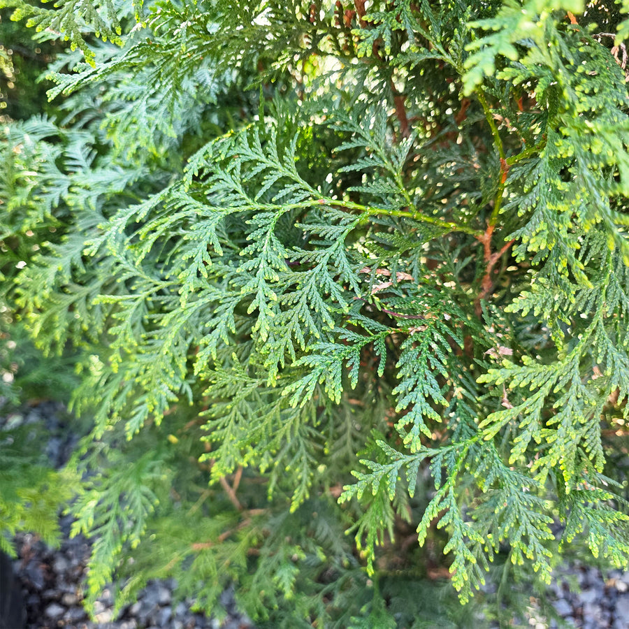 Full Speed A Hedge® Arborvitae