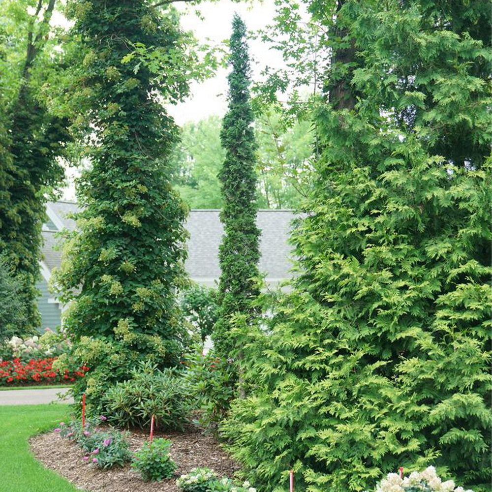 Sting™ Arborvitae Tree