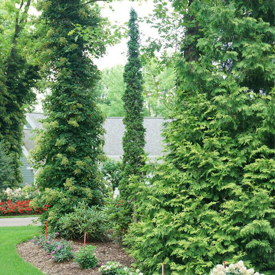 Sting™ Arborvitae Tree