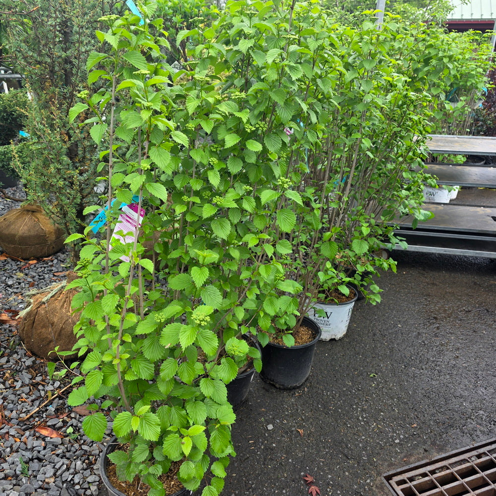 Autumn Jazz Viburnum