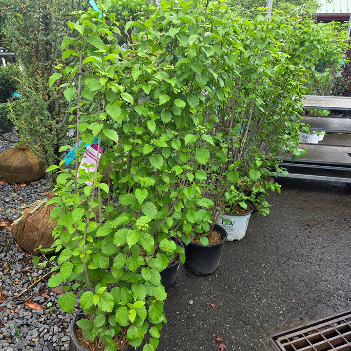 Autumn Jazz Viburnum