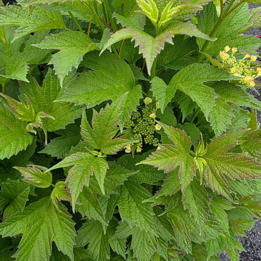 Bailey Compact American Cranberrybush