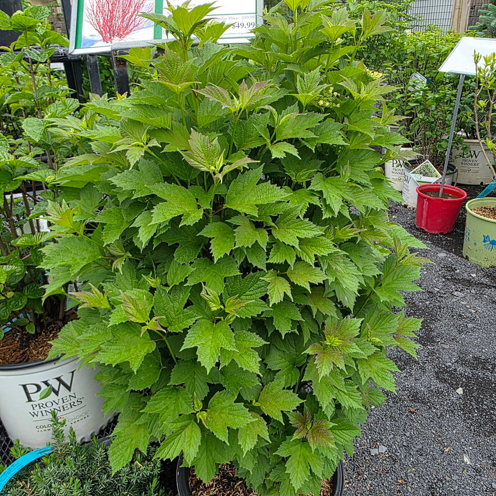 Bailey Compact American Cranberrybush