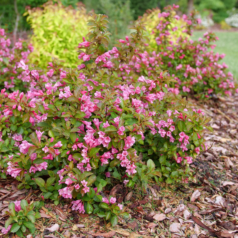 Midnight Sun® Weigela
