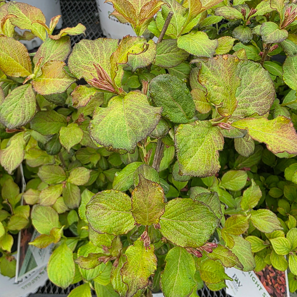 Midnight Sun® Weigela