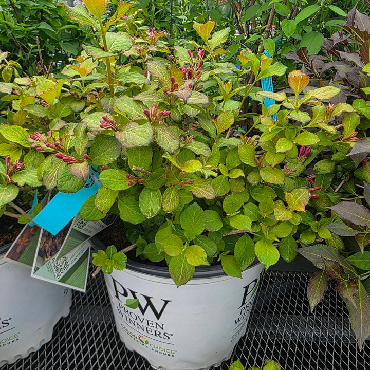Midnight Sun® Weigela