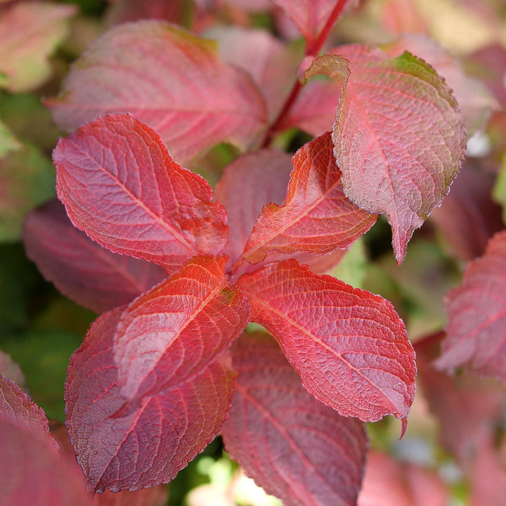 Midnight Sun® Weigela