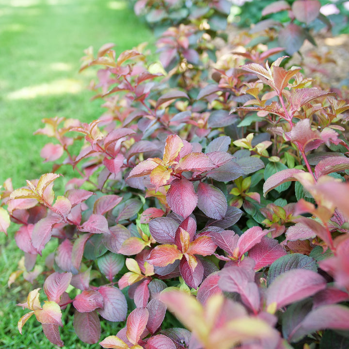 Midnight Sun® Weigela
