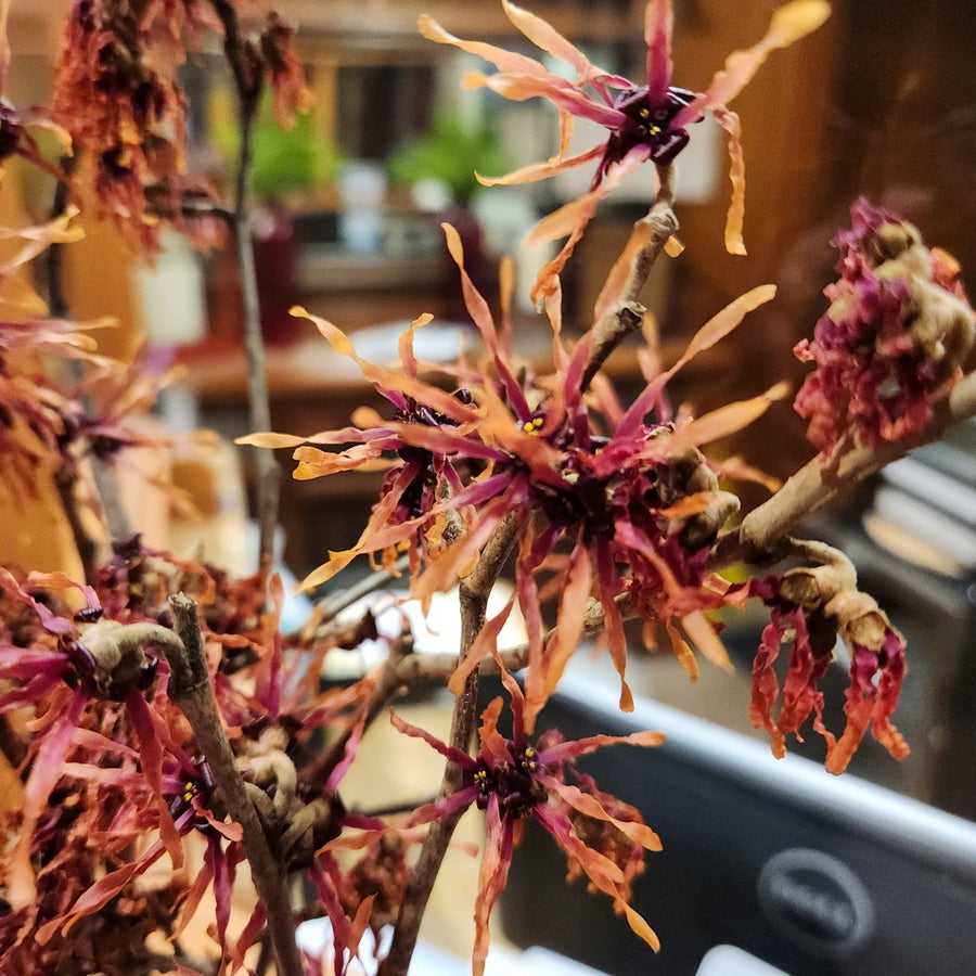 Diane Witch Hazel